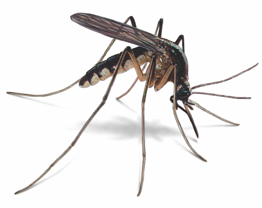 mosquito-illustration.jpg